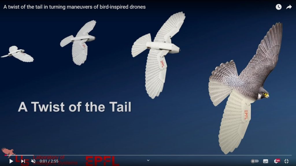 Le drone qui se prenait pour un rapace